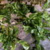 NorCal SeaWeed Bandaid - Image 4