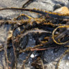 NorCal SeaWeed Bandaid - Image 5