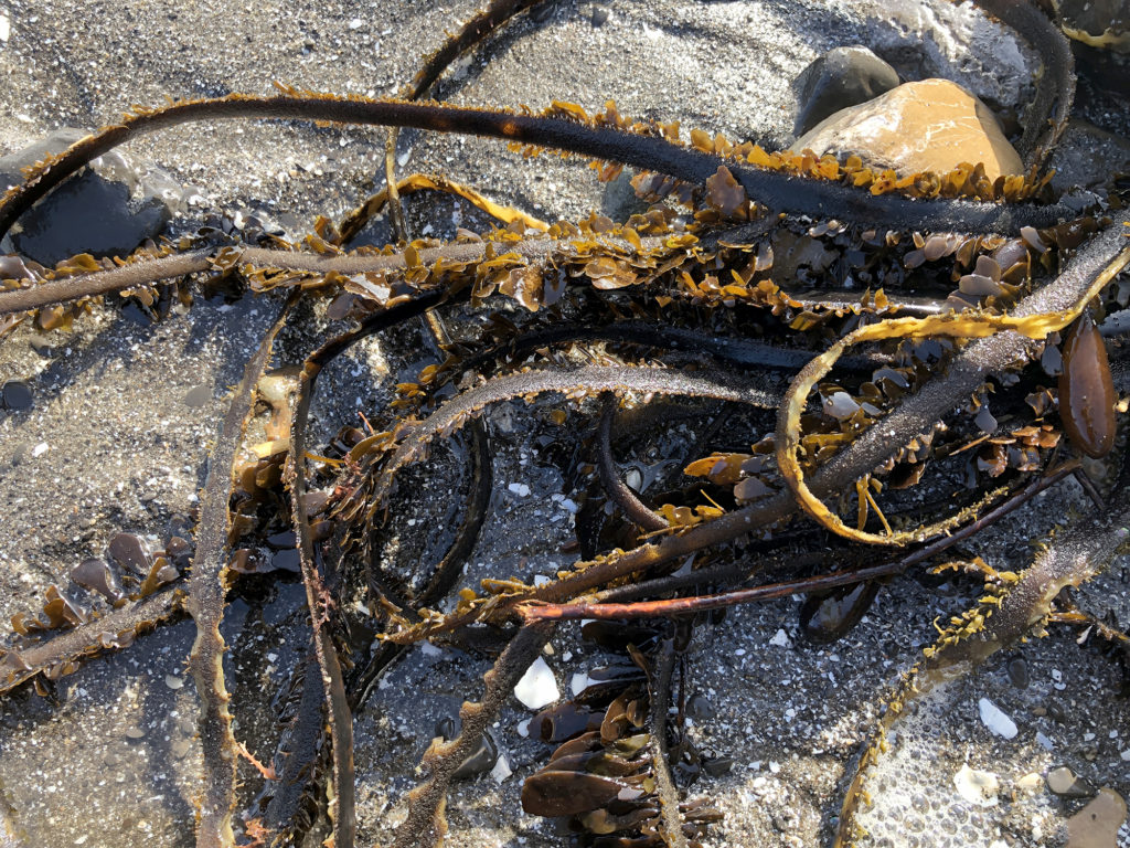 This image has an empty alt attribute; its file name is seaweed-on-beach-1024x768.jpg