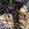 NorCal SeaWeed Bandaid - Image 6